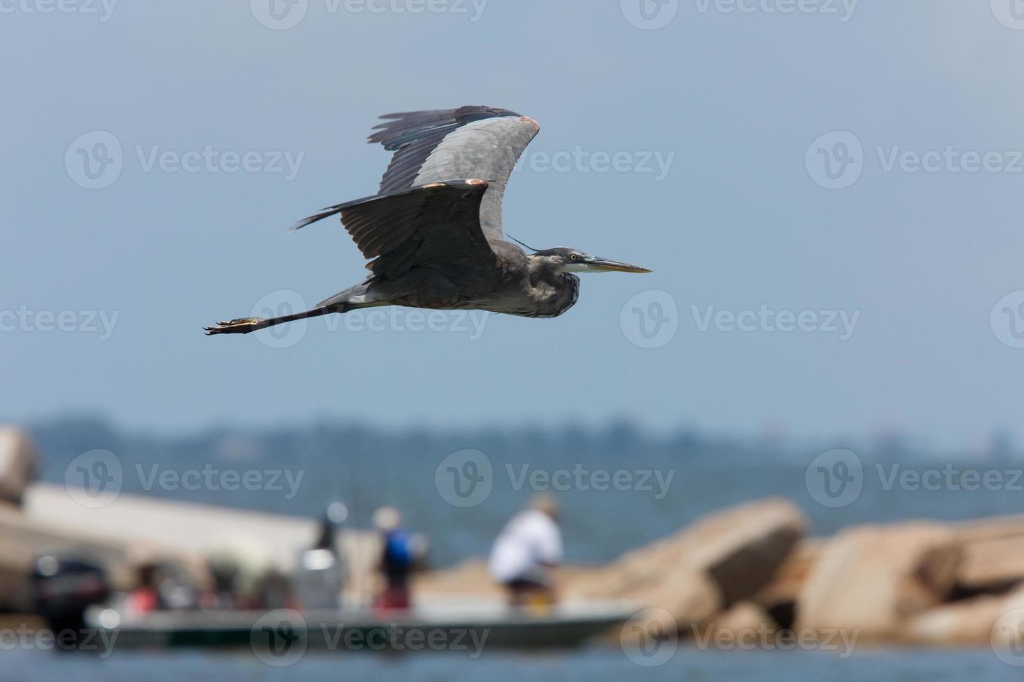 Great Blue Heron im Flug entlang der Küste von Florida foto