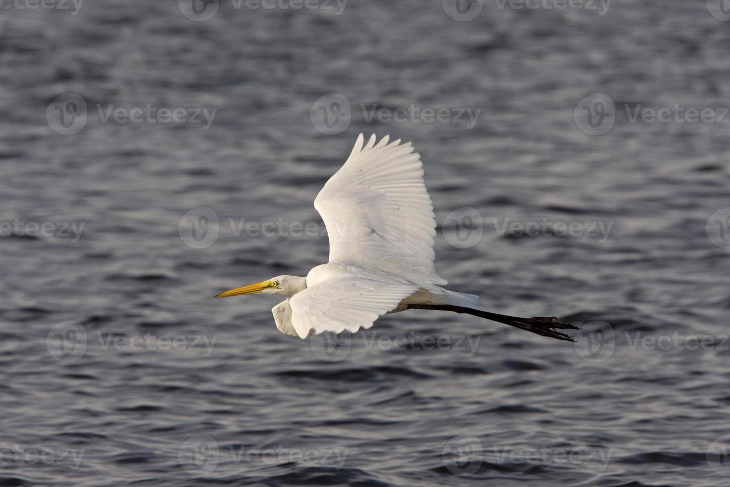 großer weißer reiher, der über florida-gewässer fliegt foto