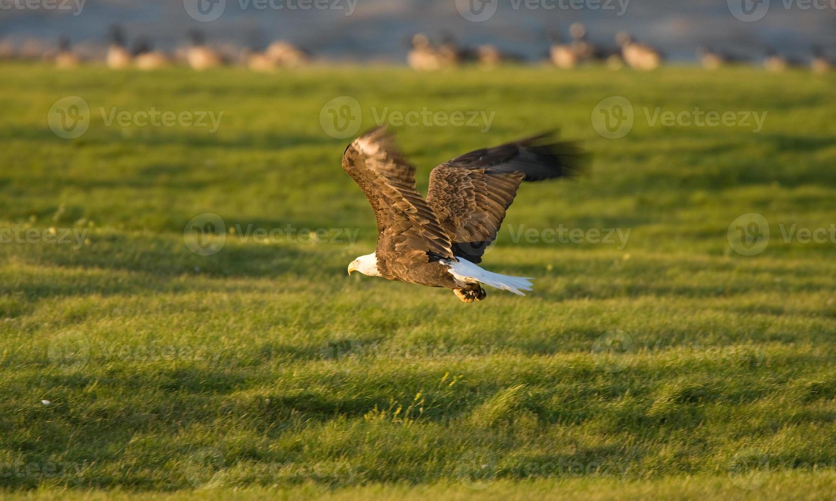 weißkopfseeadler im flug hecla island manitoba foto