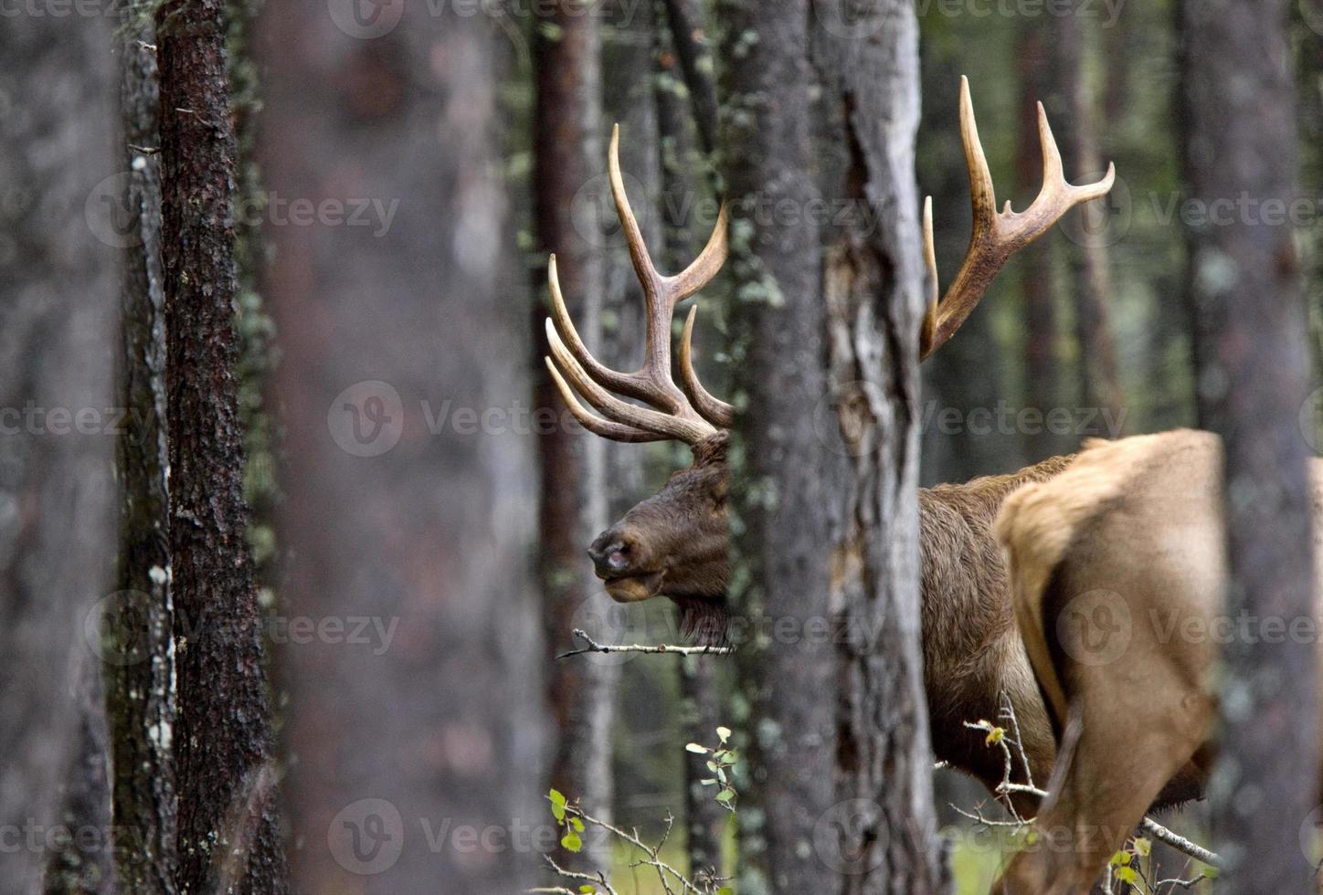 bull elk saskatchewan kanada foto