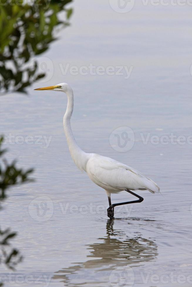 großer weißer reiher, der in florida-gewässern watet foto