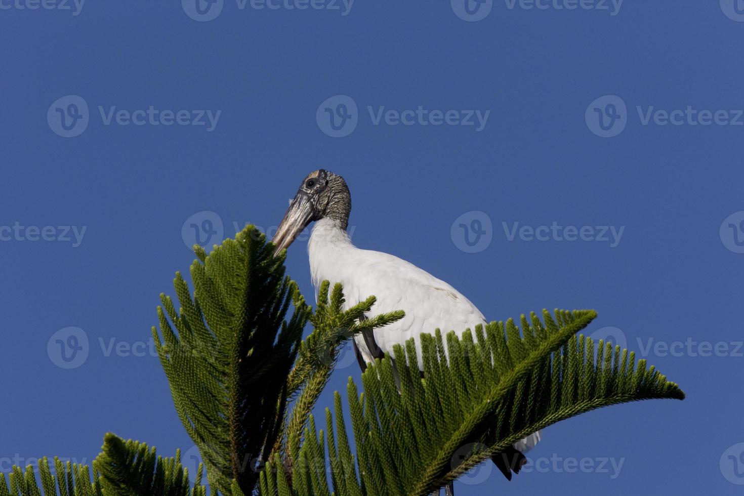 Holzstorch thront im Florida-Baum foto