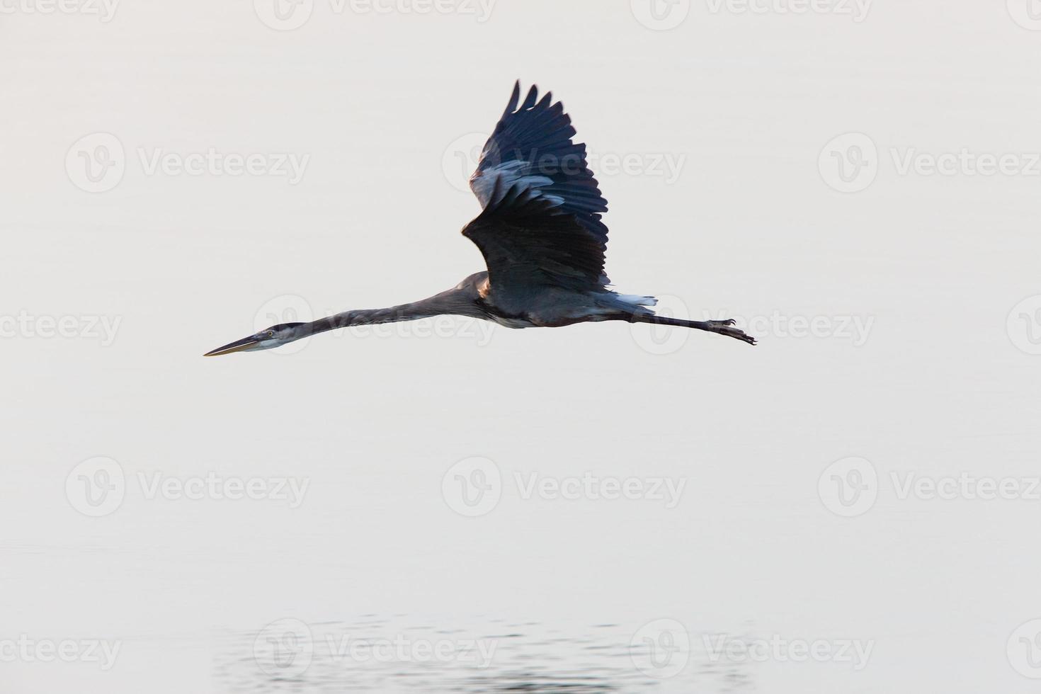 großer blauer reiher, der über florida-gewässer fliegt foto