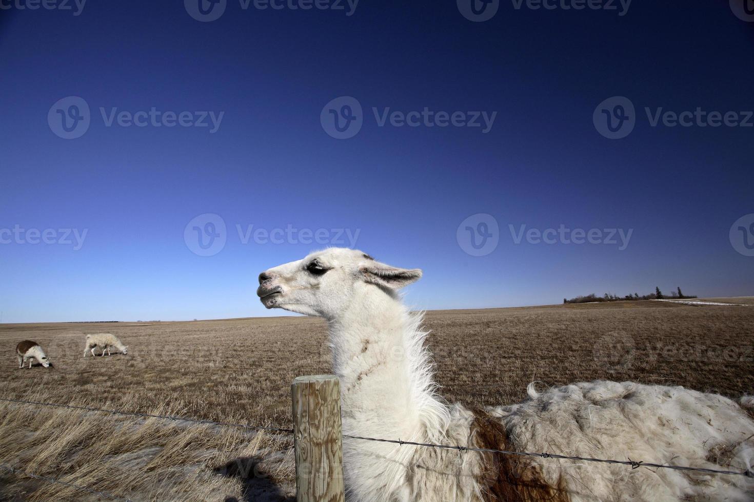 Ein Lama auf einer Weide in Saskatchewan foto