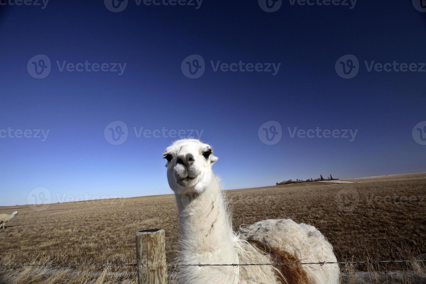 Ein Lama auf einer Weide in Saskatchewan foto