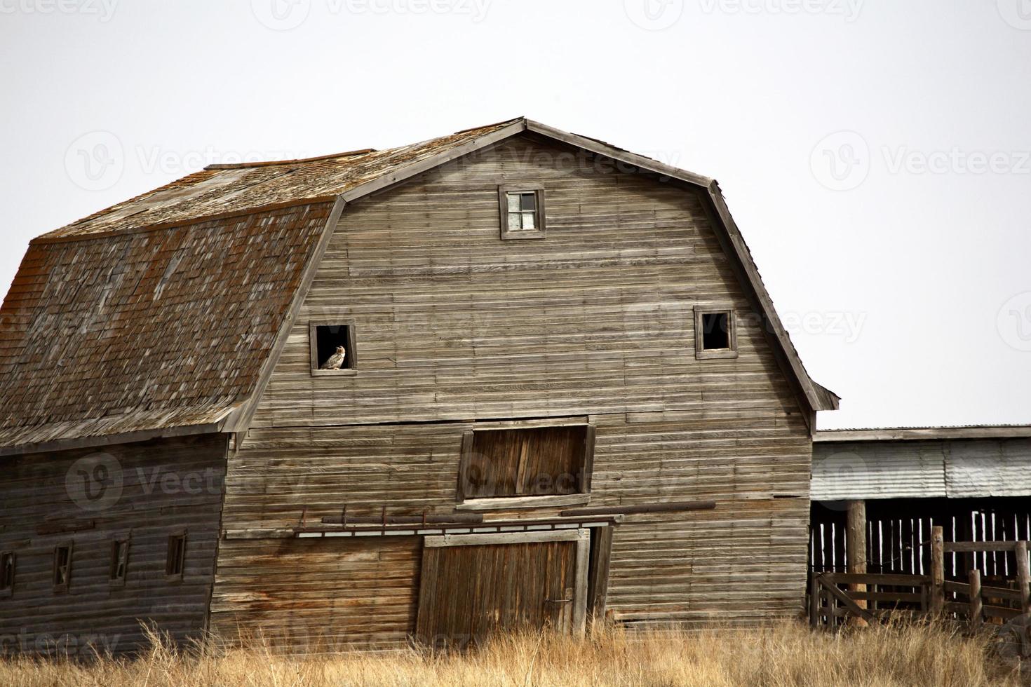 alte verwitterte Scheune im ländlichen Saskatchewan foto