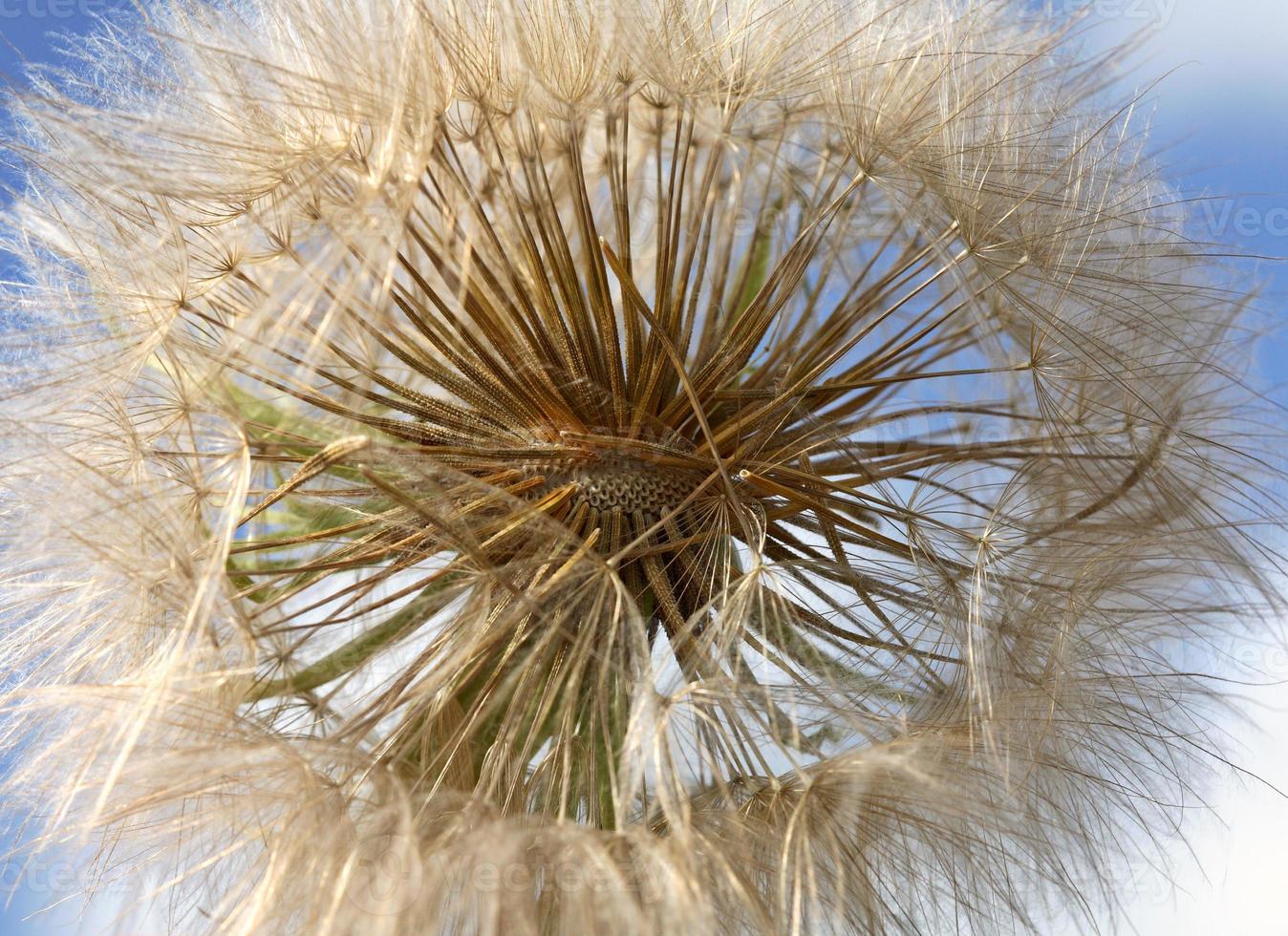 Löwenzahn-Puffball entlang der Landstraße von Saskatchewan gefunden foto