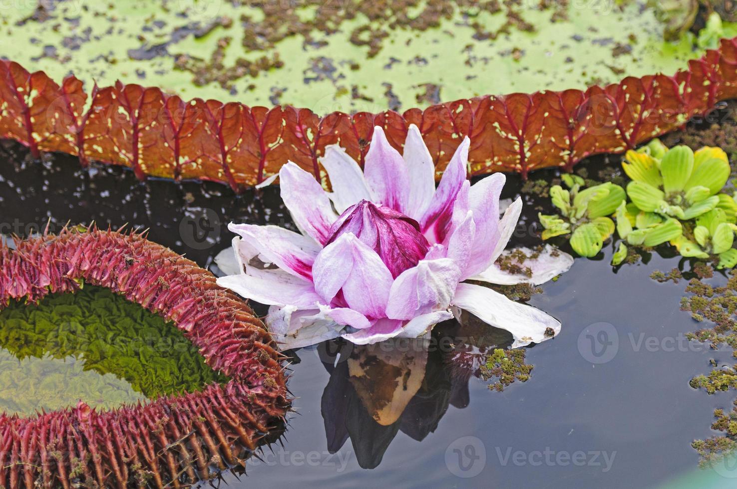 riesige Seerose und ihr Seerosenblatt foto