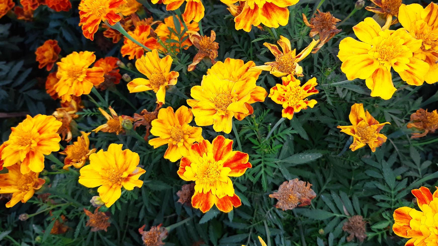 tagetes erecta, die aztekische ringelblume, mexikanische ringelblume, große ringelblume, frühlingsblühende blume foto