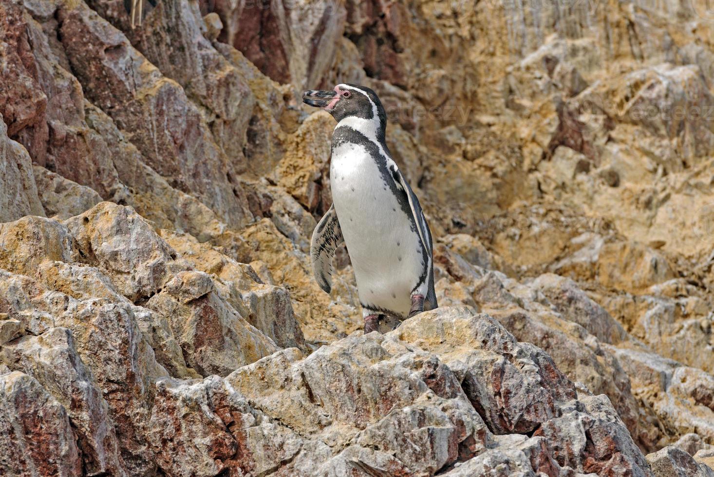 Humboldt-Pinguin an der peruanischen Küste foto