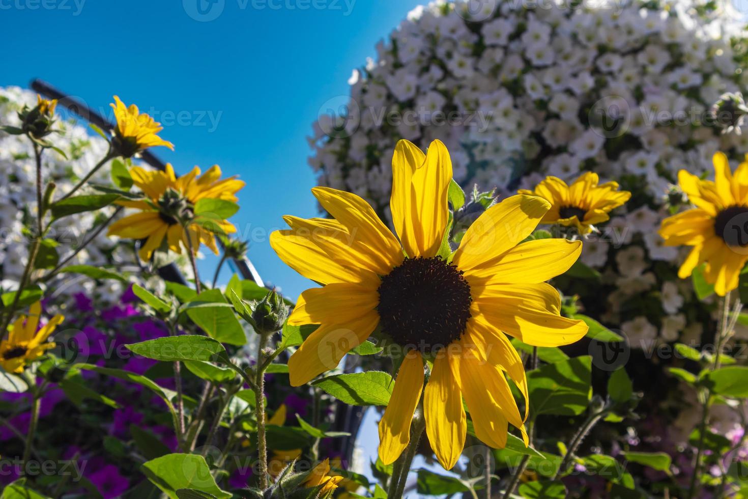 Sonnenblume im Wundergarten foto