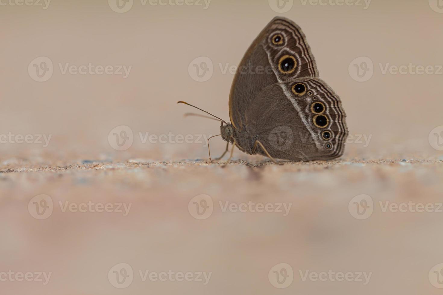 Schmetterling, gewöhnlicher brauner Abendfalter foto