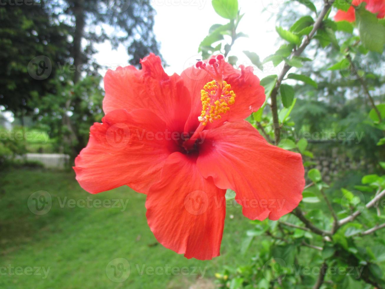 Hibiskusblüten in leuchtendem Rot in einem sonnigen Garten foto