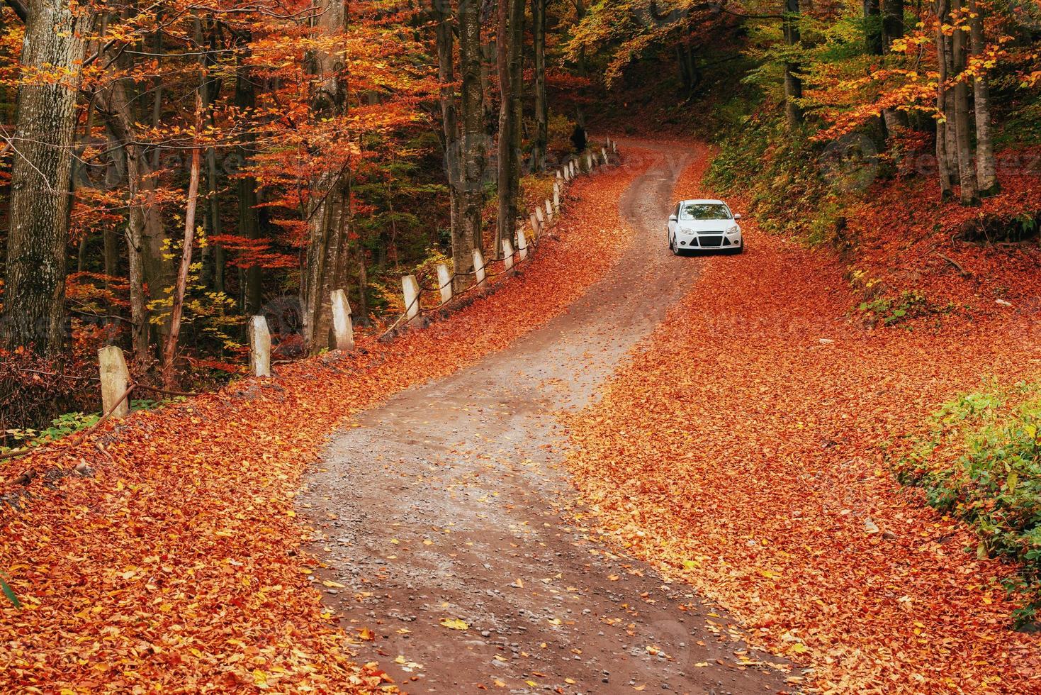 Auto auf einem Waldweg. schöne straße in den bergen ukraine foto