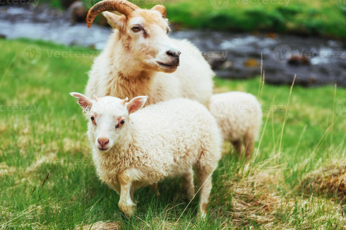 die isländischen Schafe foto