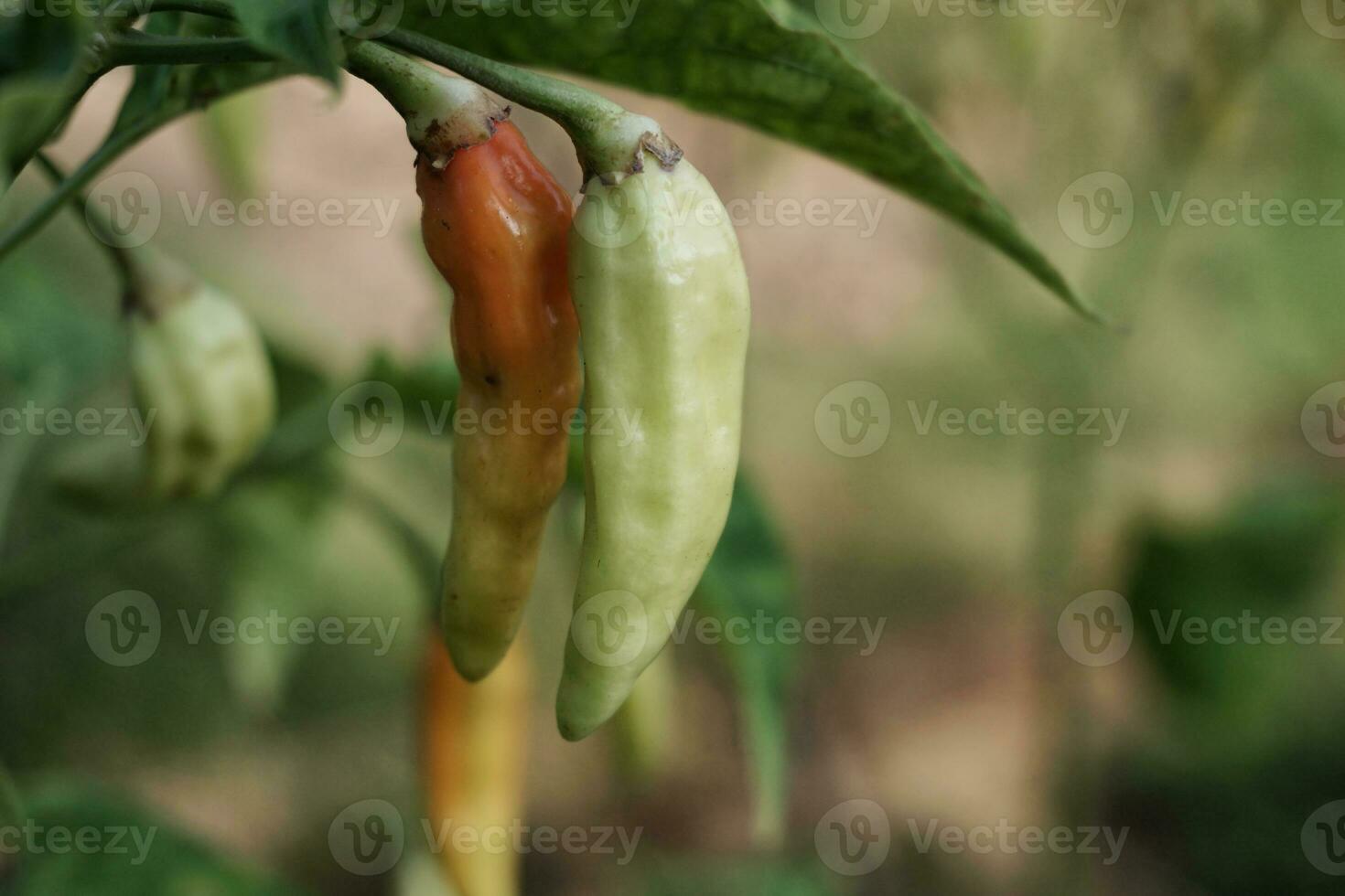 frische Chilis am Baum. foto