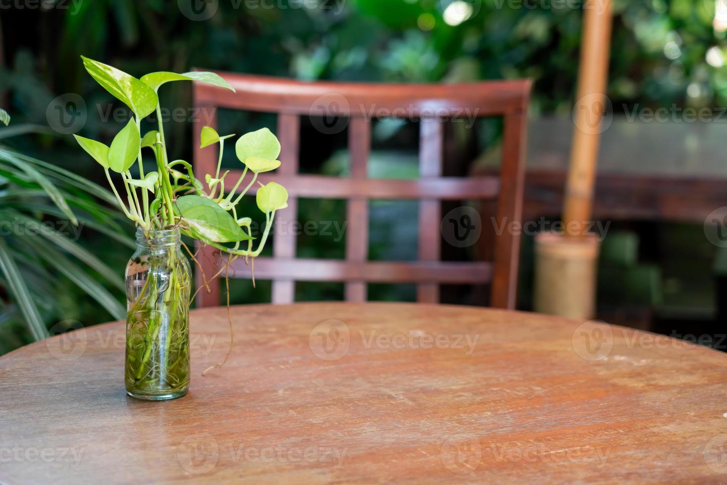 epipremnum aureum pflanze in glasflaschendekoration auf holztisch foto