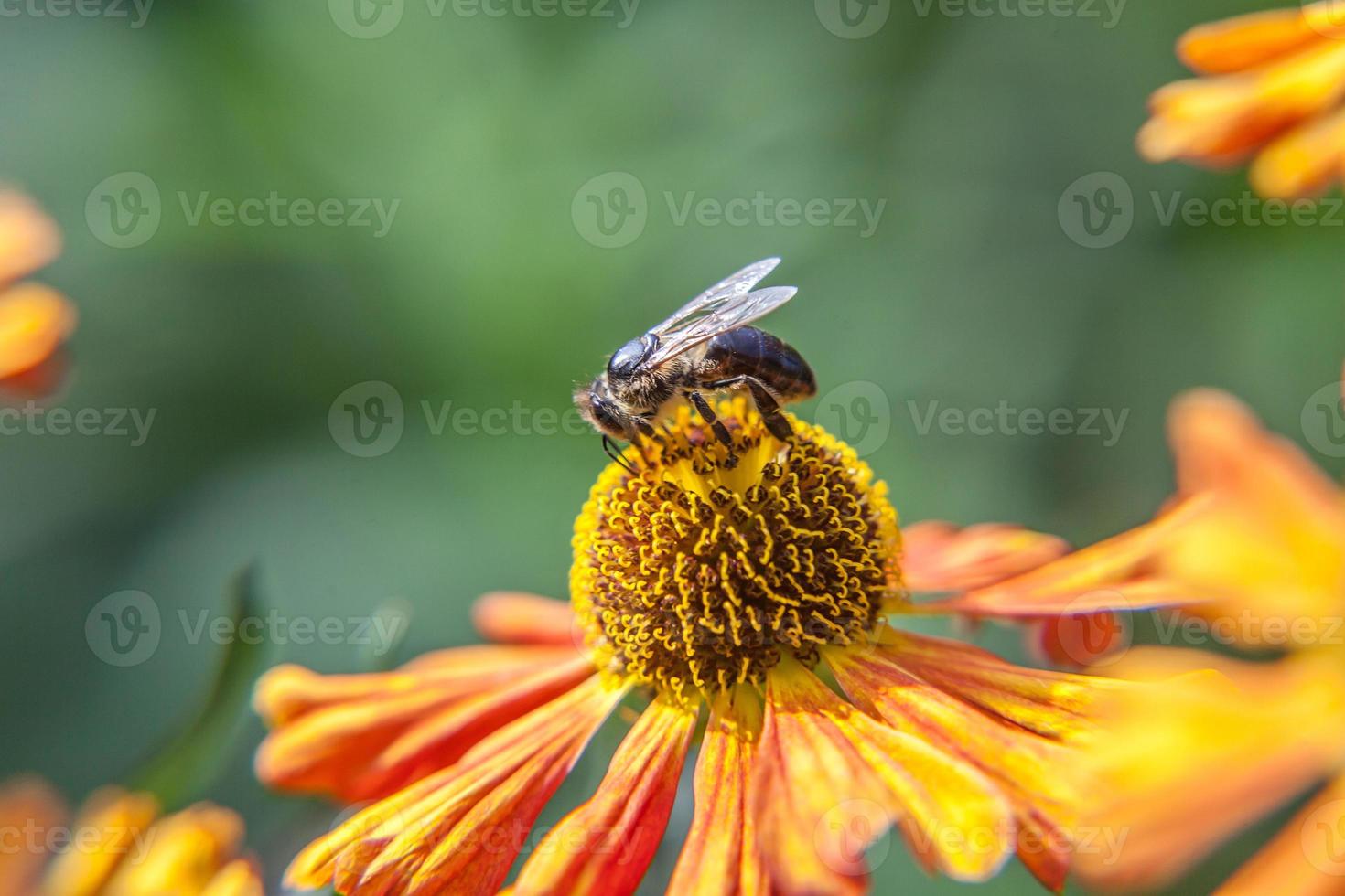 honigbiene, die mit gelbem pollen bedeckt ist, trinkt nektar und bestäubt orangenblüten. inspirierender natürlicher Blumenfrühling oder Sommer blühender Garten oder Parkhintergrund. Leben der Insekten. Makro Nahaufnahme. foto