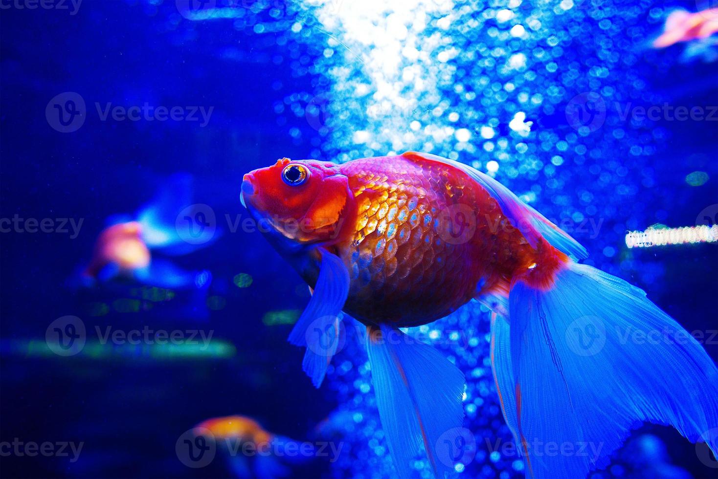 Goldfisch Ryuikin Tauchen unter Wasser im Aquarium auf blauem Hintergrund foto