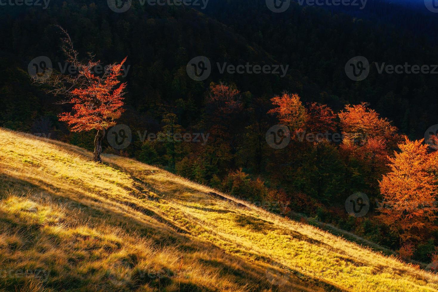 Birkenwald am sonnigen Nachmittag während der Herbstsaison foto