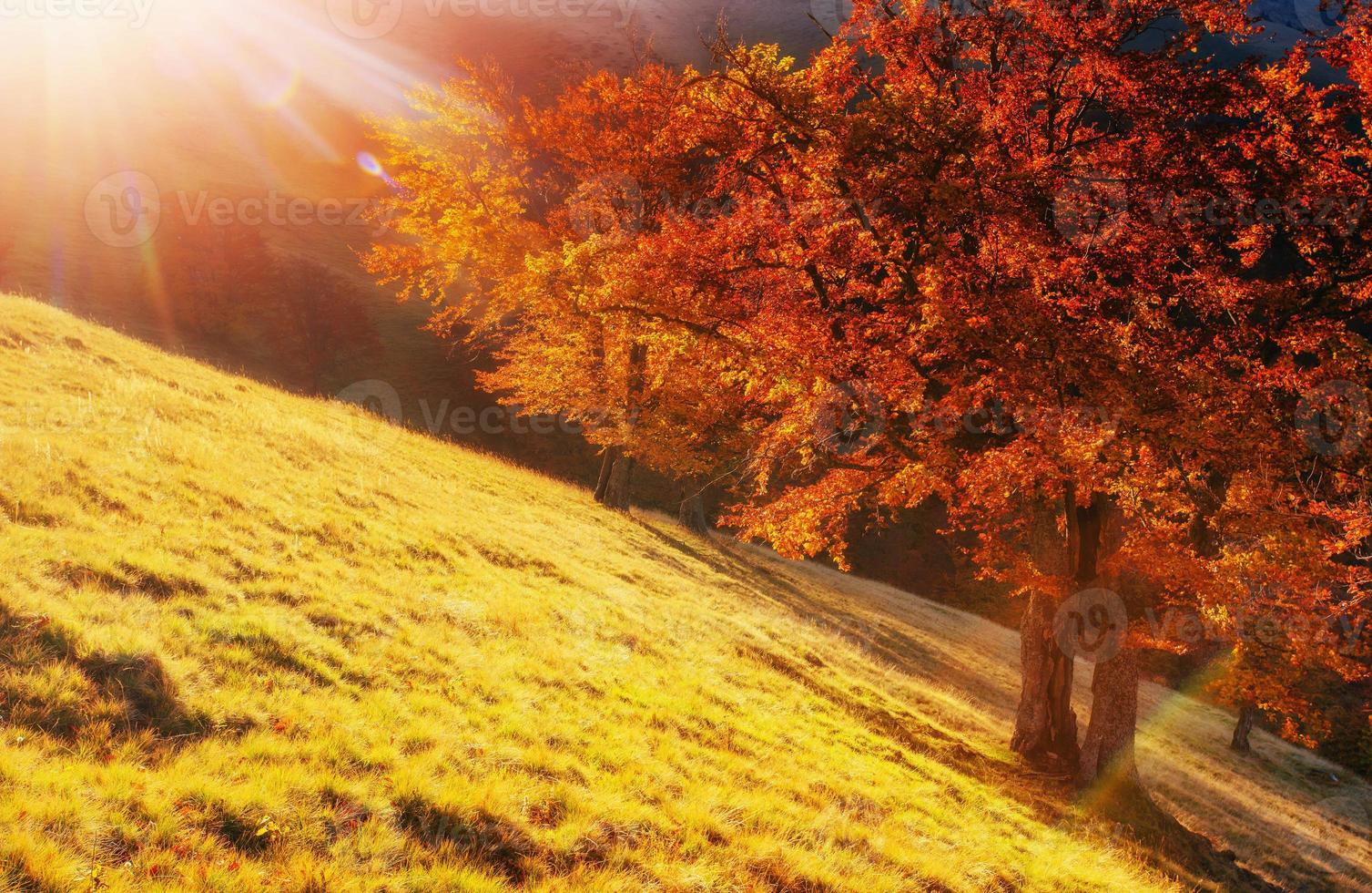 Birkenwald am sonnigen Nachmittag während der Herbstsaison foto