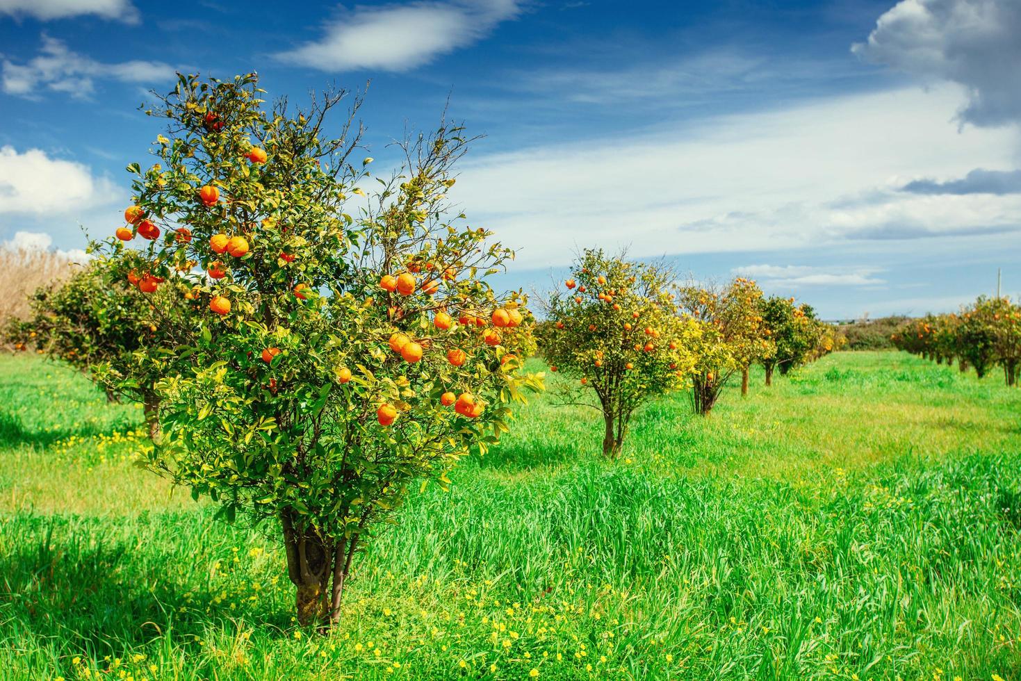 Orangenplantagen foto