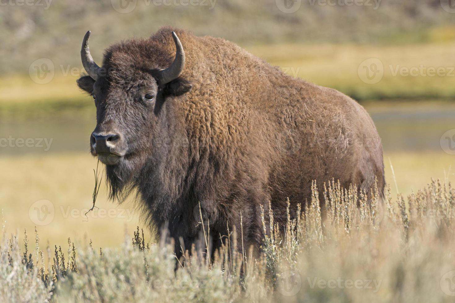 Amerikanischer Bison auf den Ebenen foto