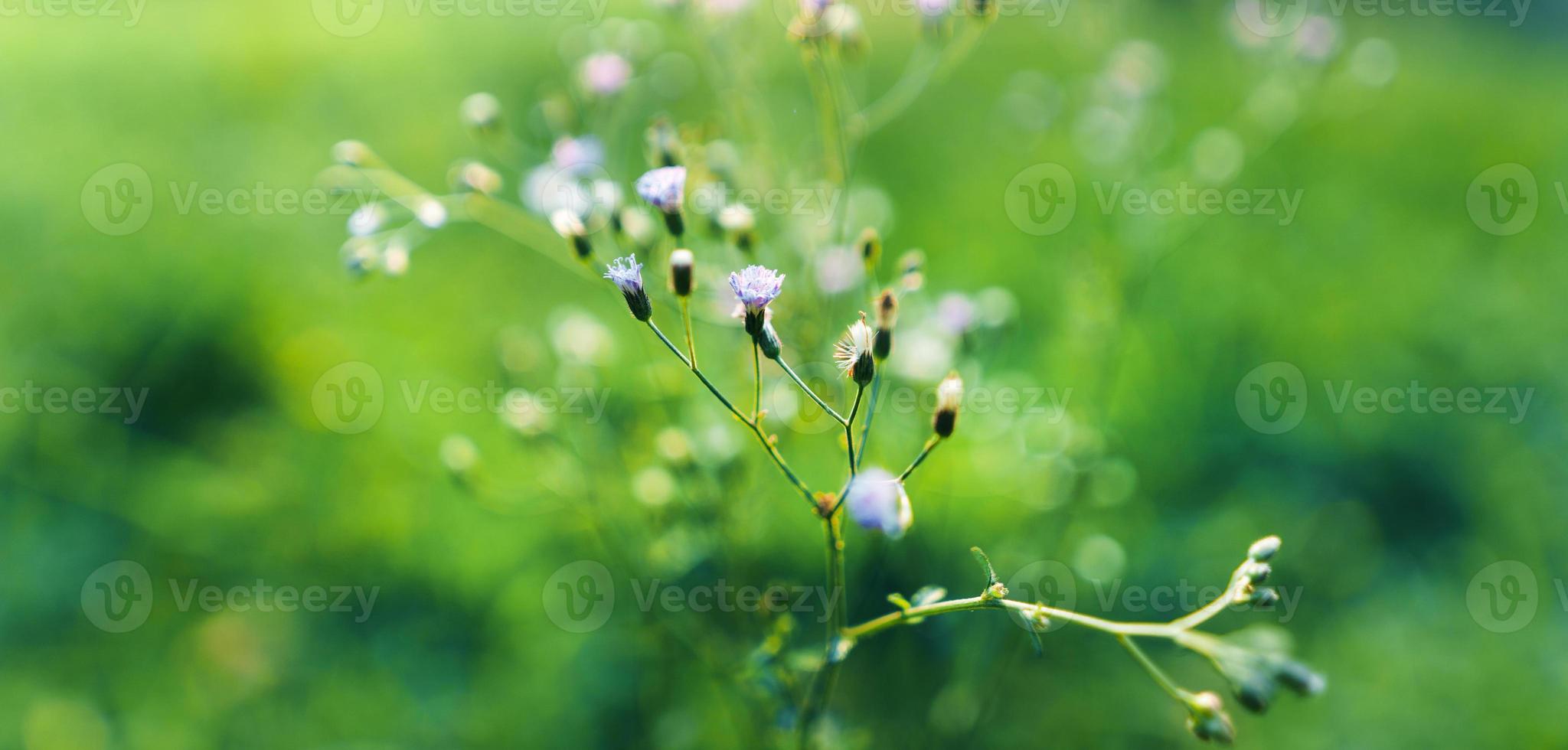 Garten mit grünem Gras im Frühjahr foto