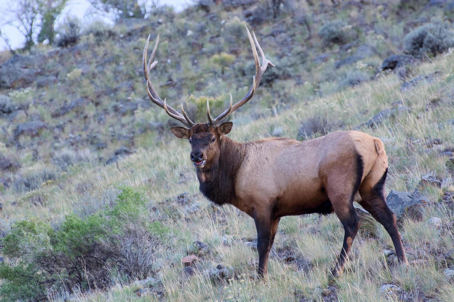 Elch oder Wapiti in Yellowstone foto