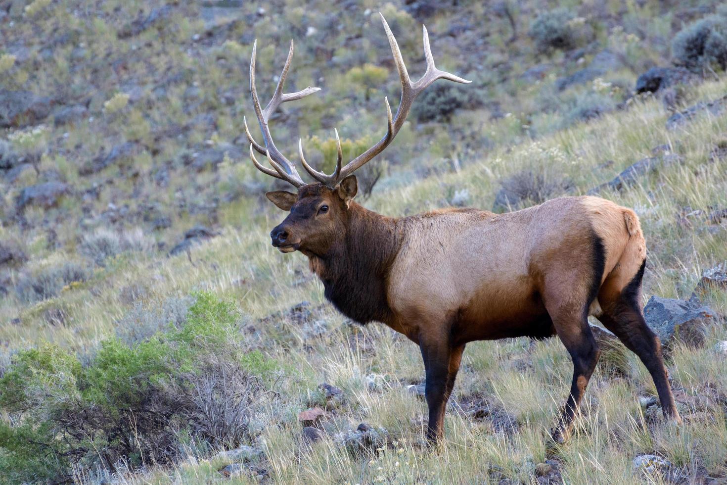 Elch oder Wapiti in Yellowstone foto