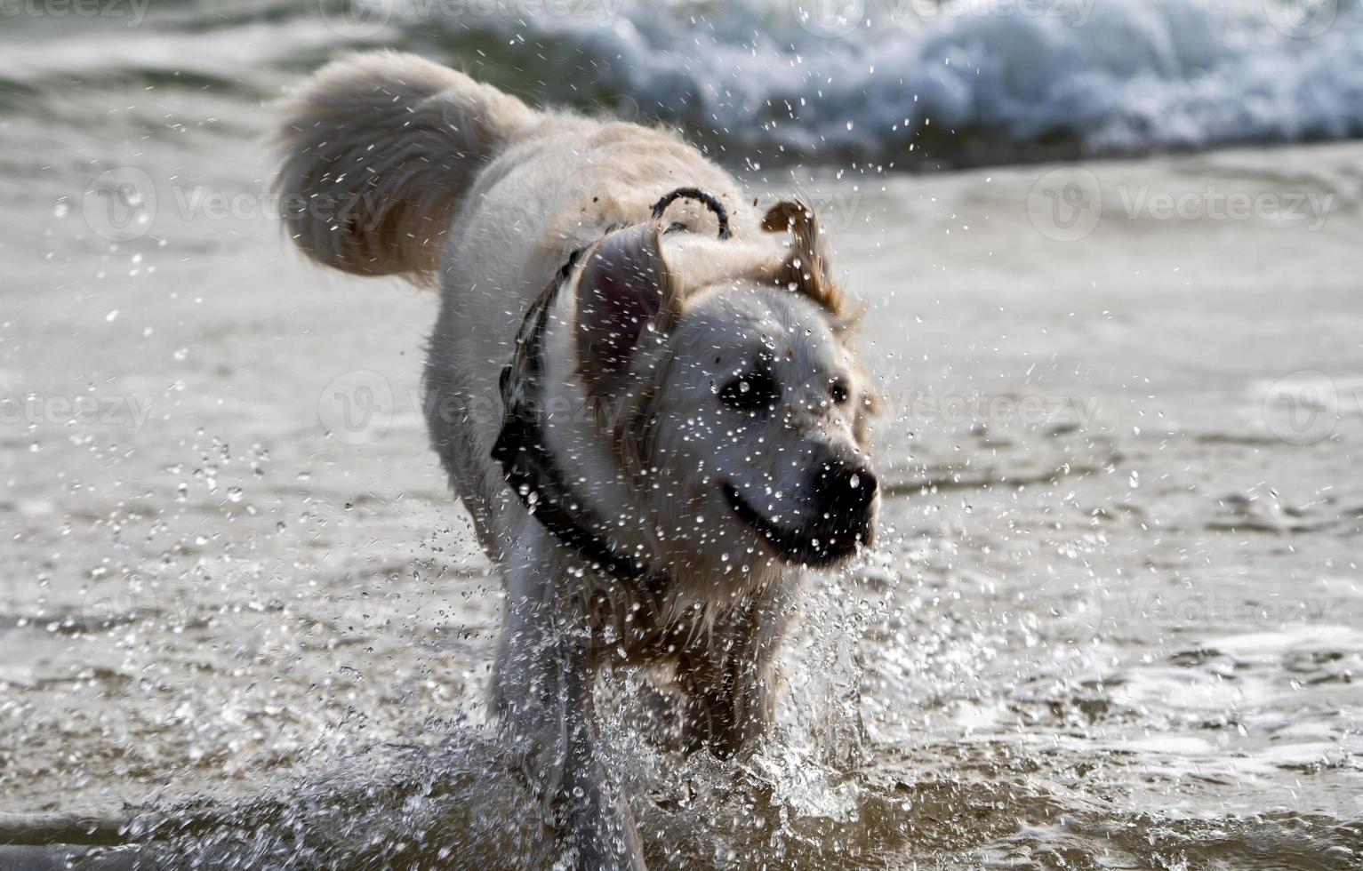 Golden Retriever im Meer foto