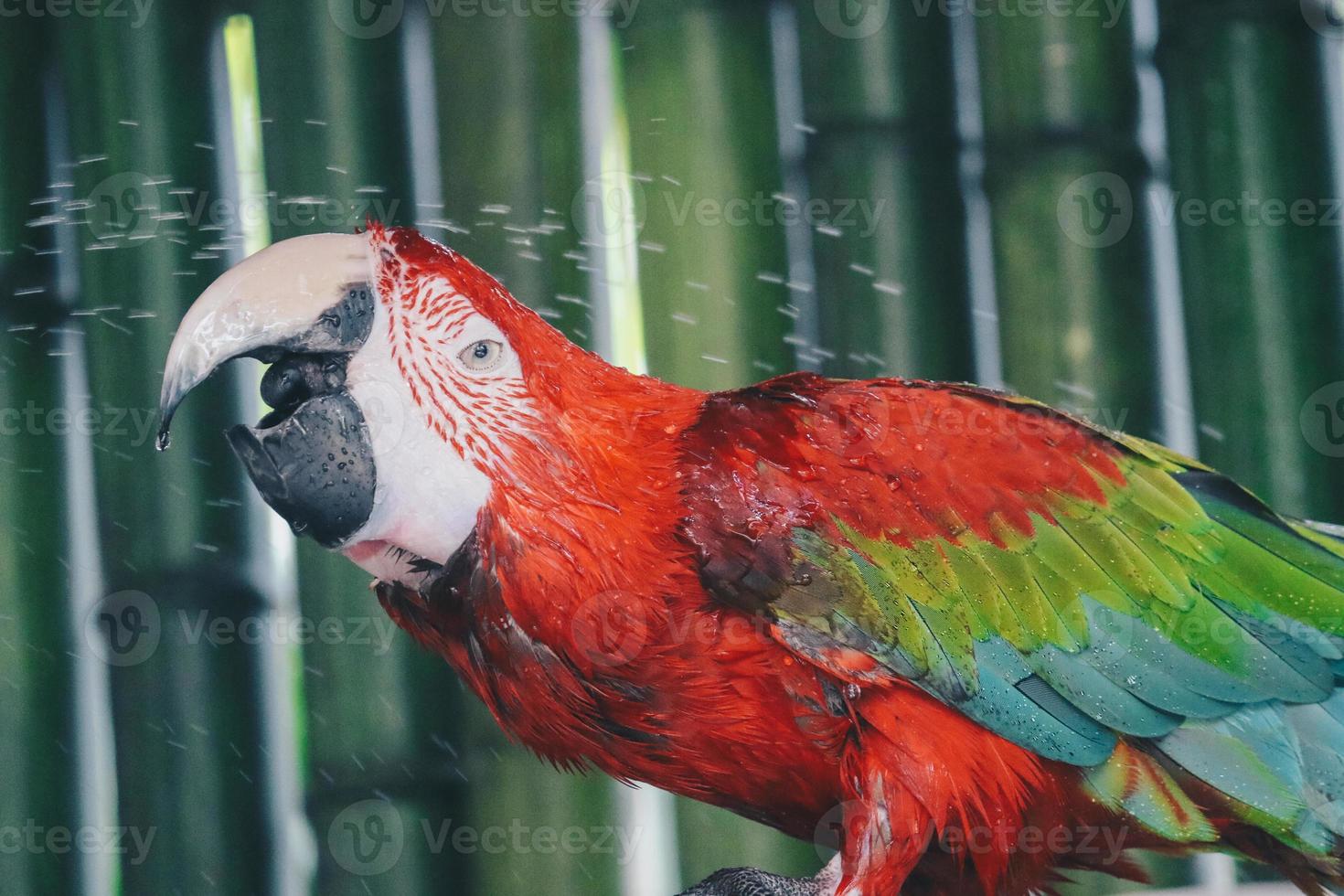 Scharlachroter Ara-Papagei duscht mit Wasserspritzer foto