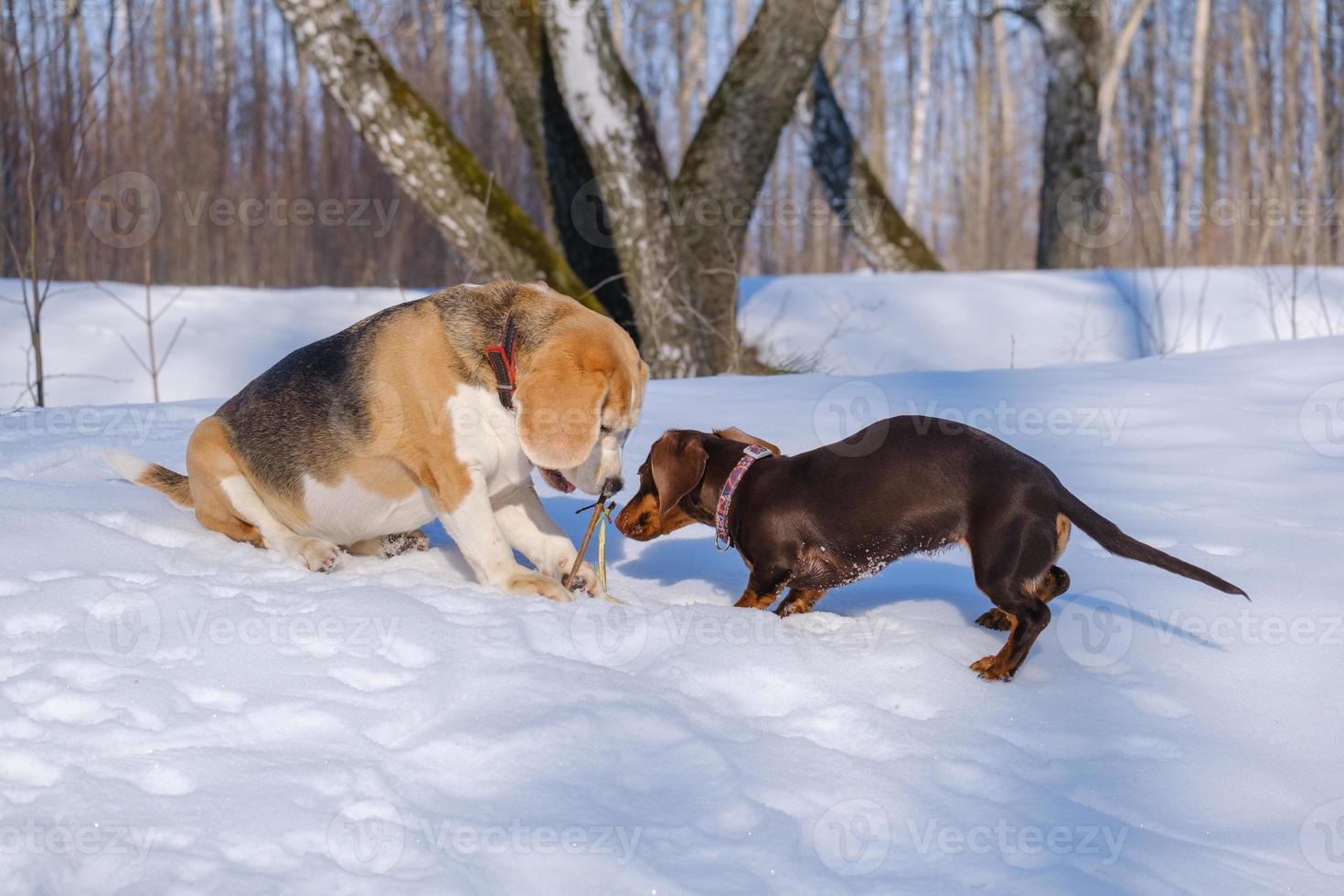 Beagle-Hund, der mit einem Dackelwelpen spielt, während er in einem verschneiten Park spazieren geht foto
