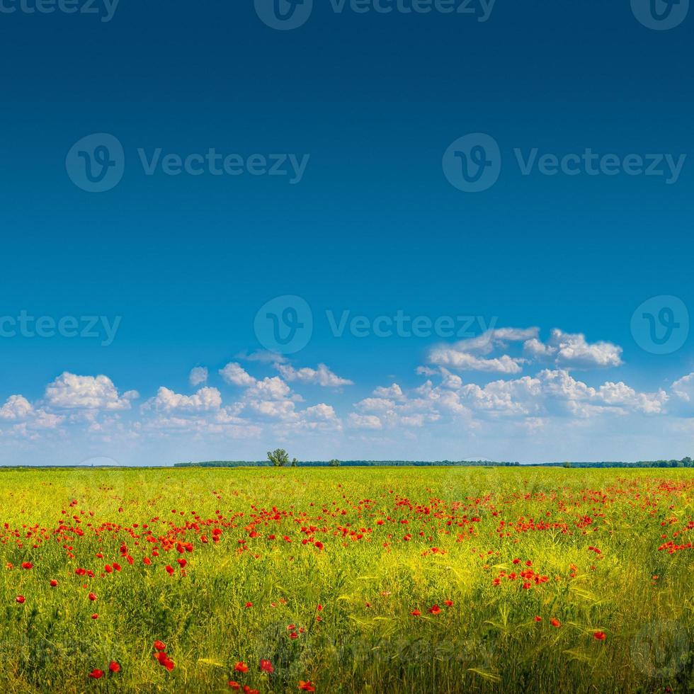 banner mit schöner grüner und gelber bauernhoflandschaft und wiesenfeld mit roten mohnblumen, deutschland, sonniger tag, blauer himmel mit wolken und kopierraumverlaufshintergrund. foto