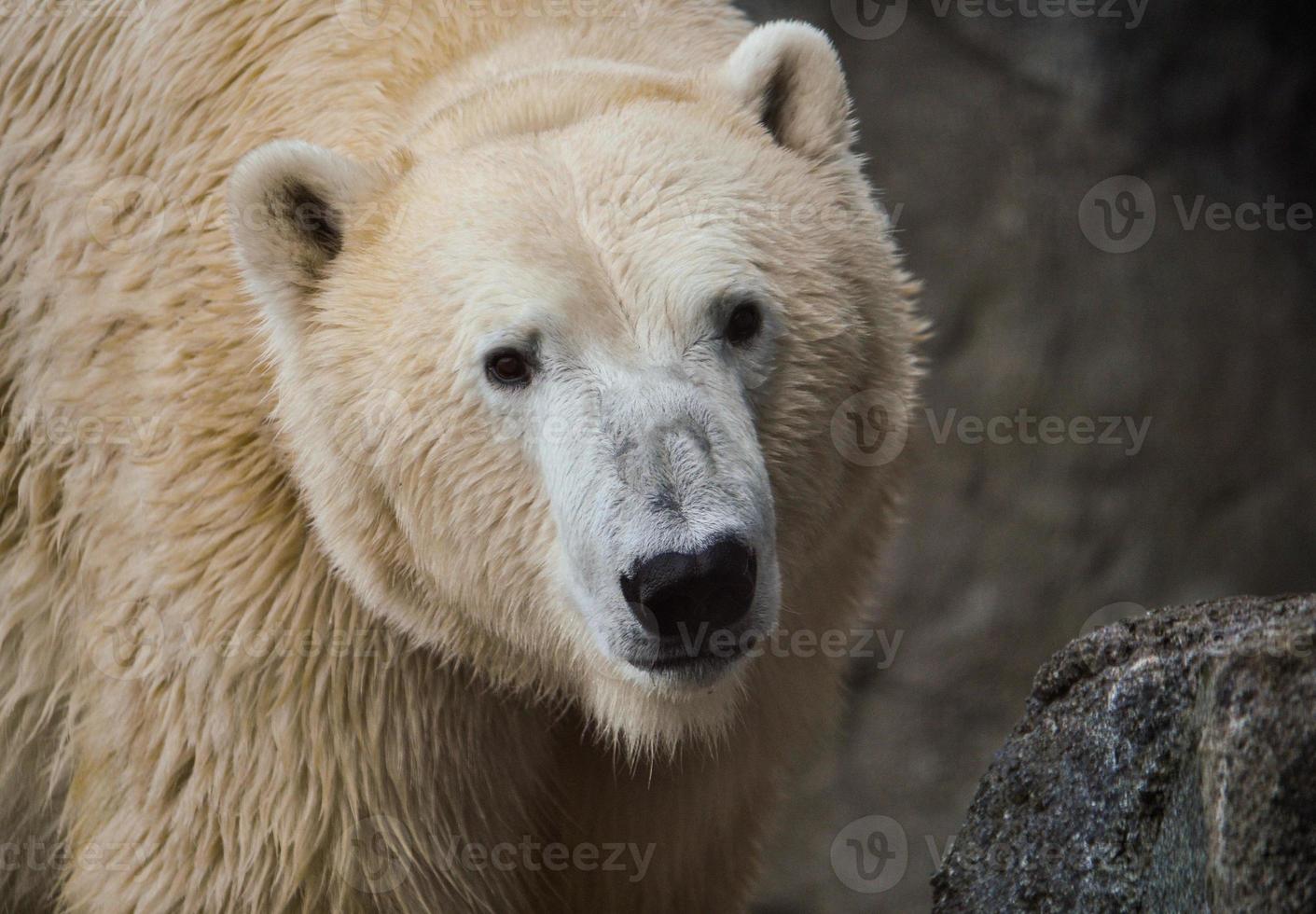 Braunbär Säugetier Tier foto