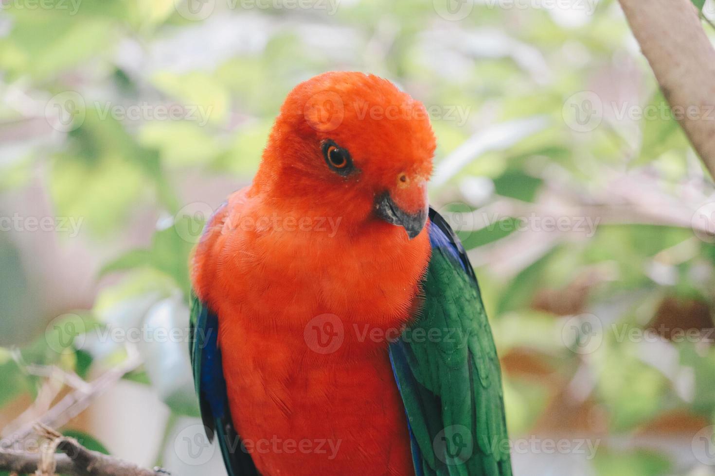 Nahaufnahme des australischen Königspapagei auf dem Ast foto