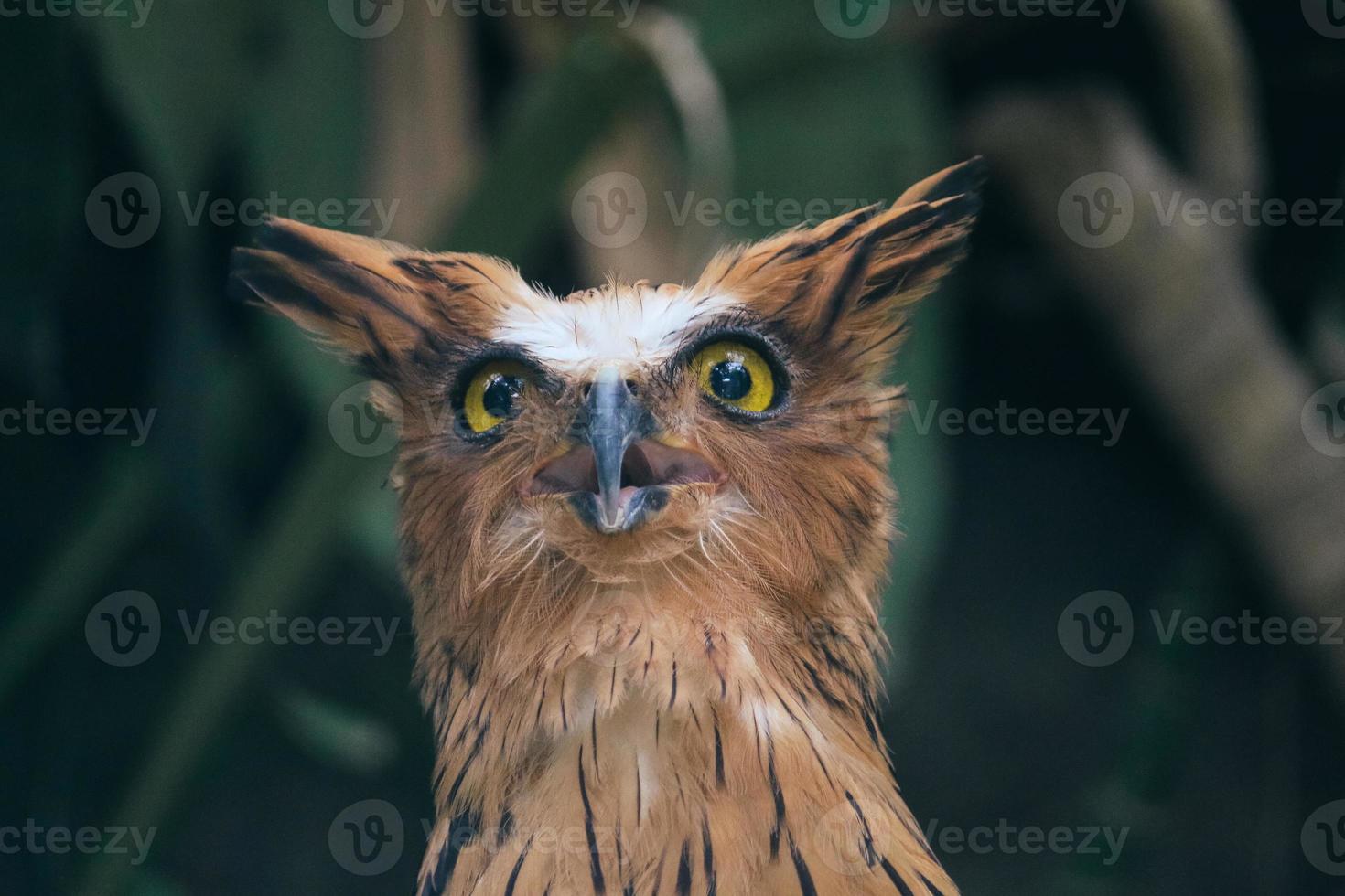 Buffy Fish Owl wird auch Malay Fish Owl genannt foto