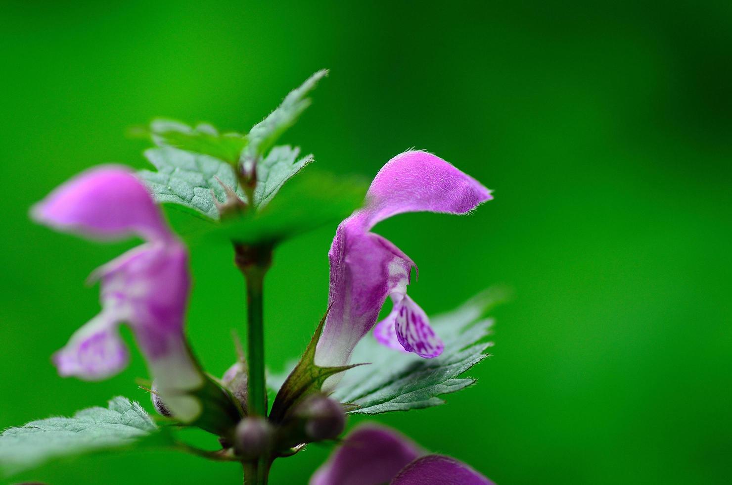 lila Blume und grüner Hintergrund foto