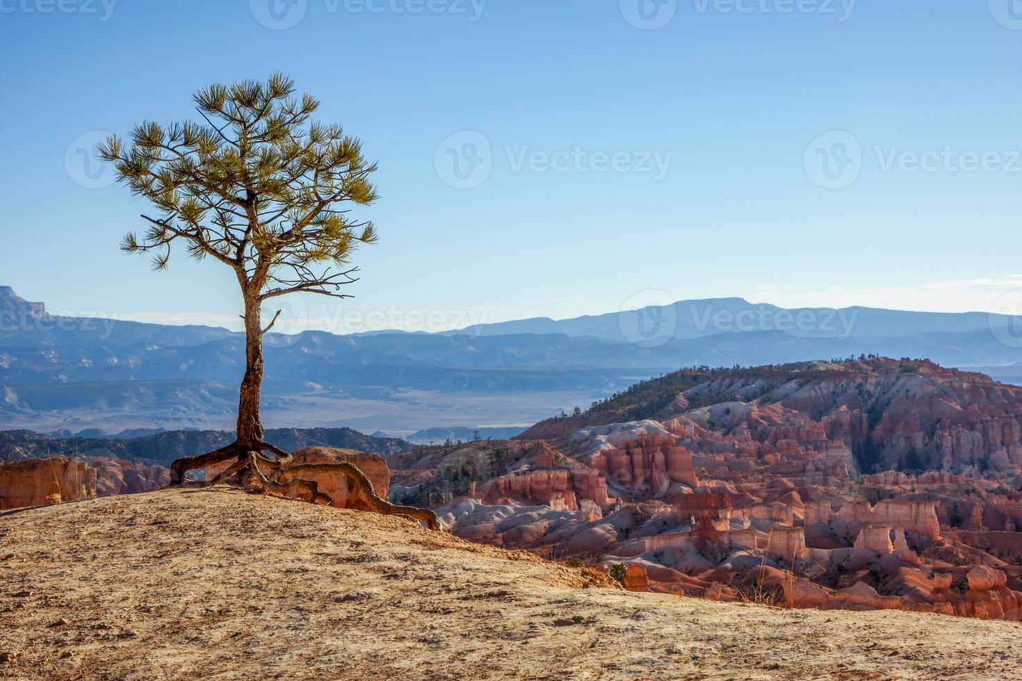 Lonesome Pine am Rande des Bryce Canyon foto