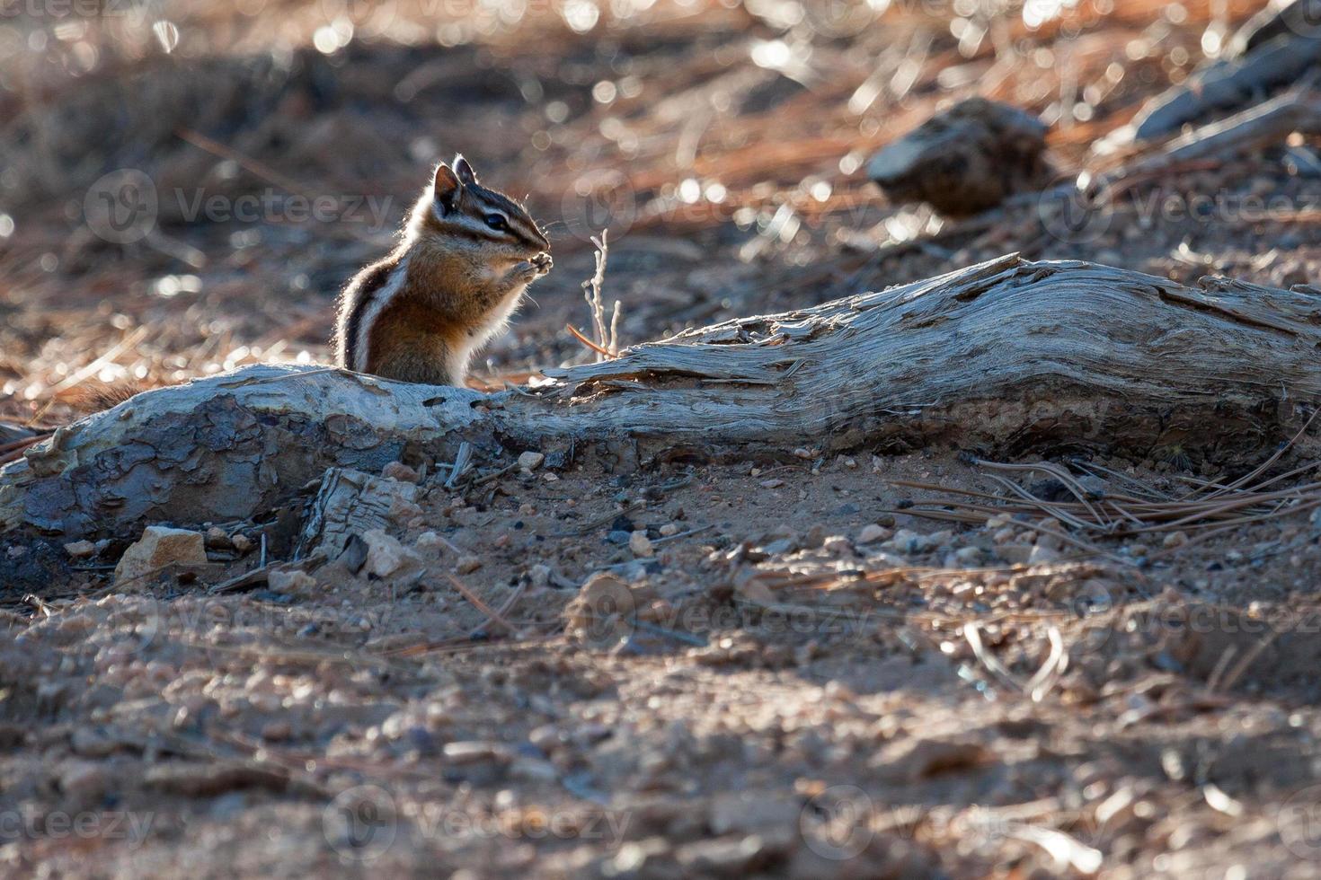 Nahaufnahme eines Streifenhörnchens im Bryce Canyon foto