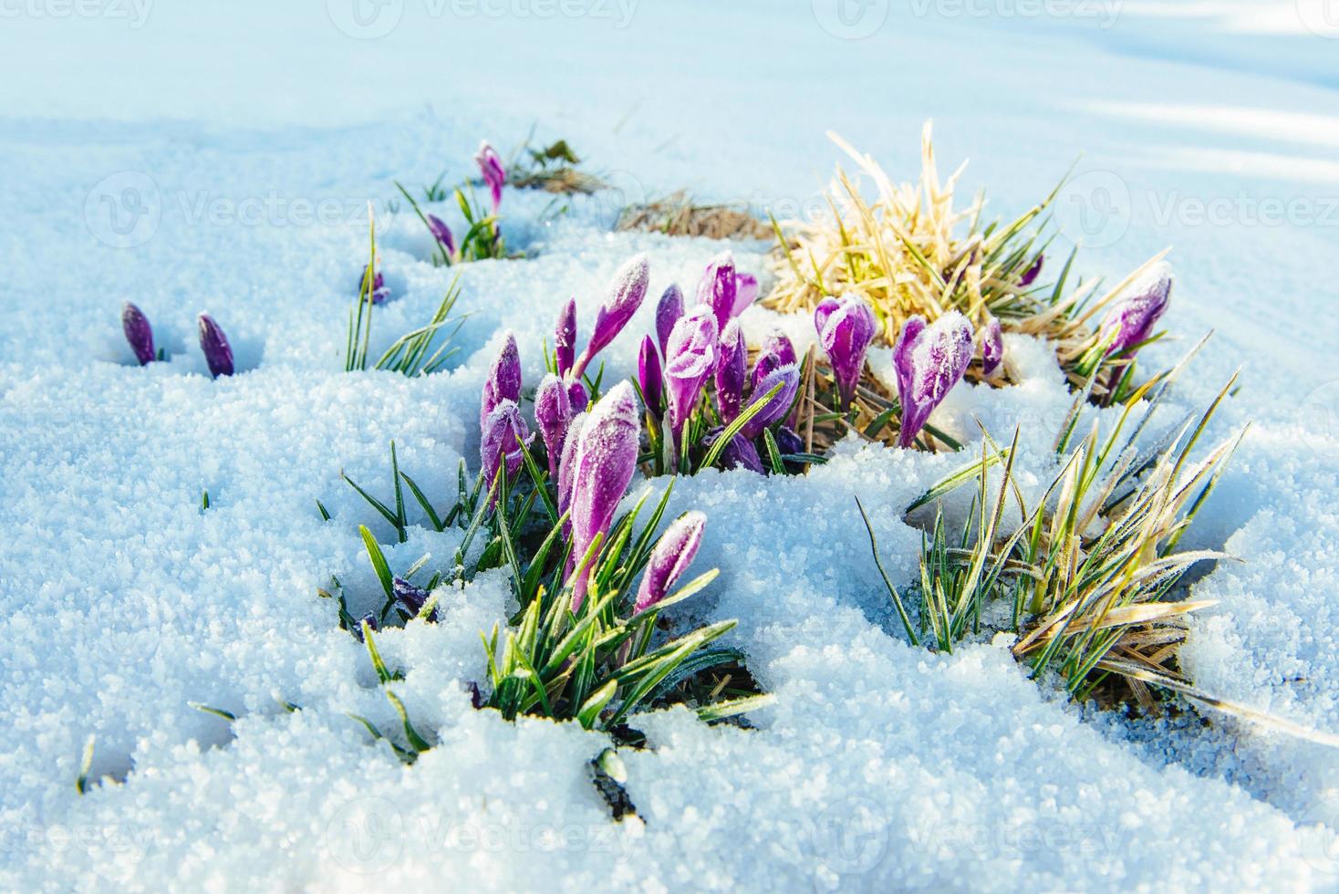 Krokusse im Schnee. farbenfroher Frühlingssonnenuntergang über den Gebirgszügen im Nationalpark Karpaten. ukraine, europa foto