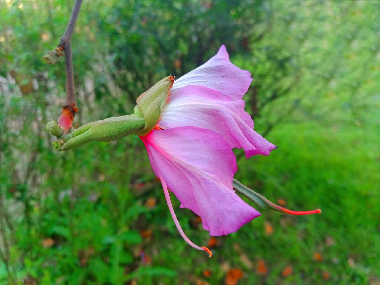 Blumen Hintergrundbild foto