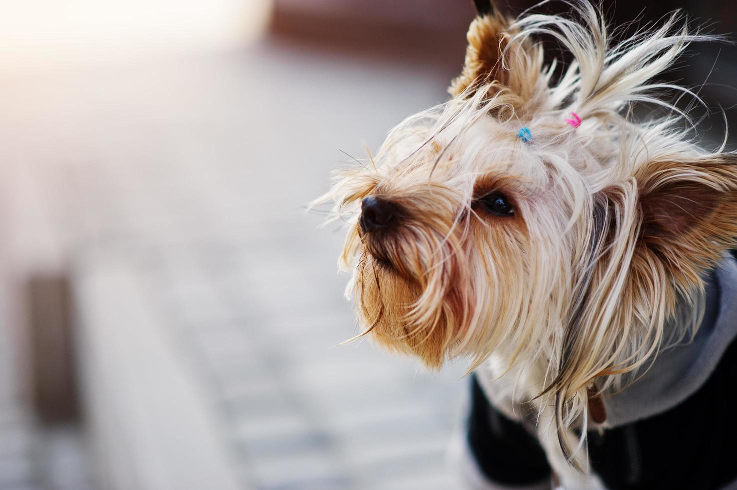 Nahaufnahme Porträt von Yorkshire Terrier Hund an der Leine. foto