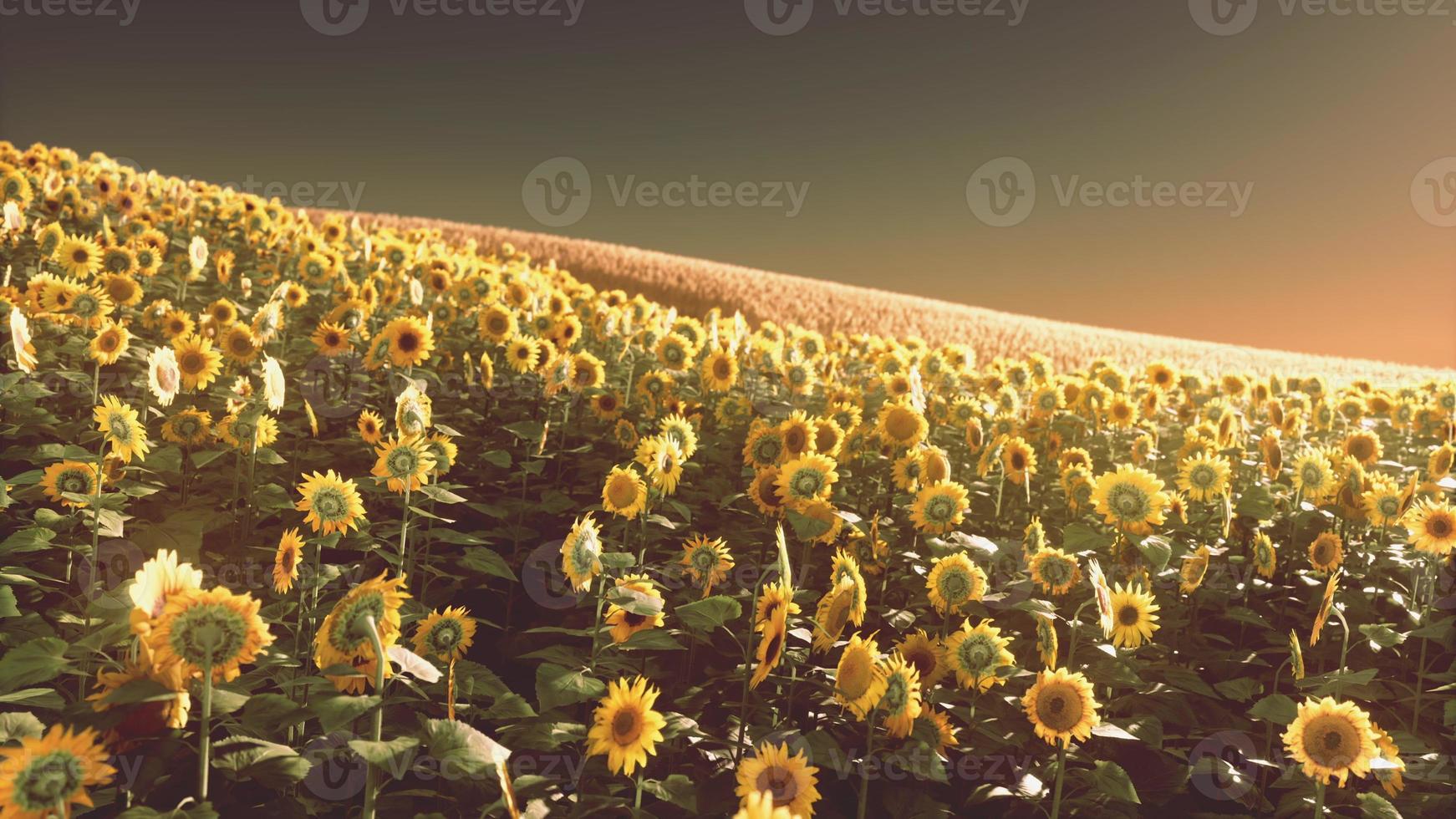Feld der blühenden Sonnenblumen auf einem Hintergrundsonnenuntergang foto