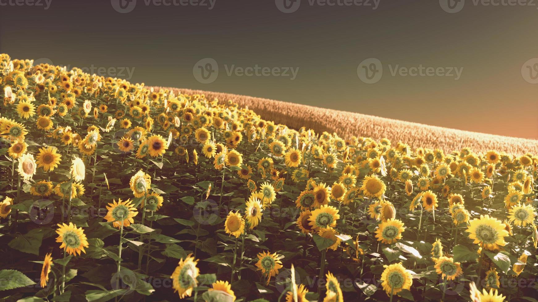 sonnenblumenfeld in goldenes licht der untergehenden sonne getaucht foto