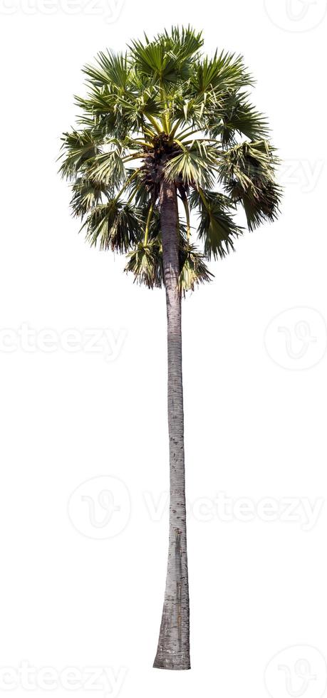 Palme isoliert auf weißem Hintergrund. foto