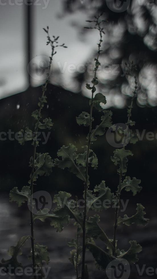 Regen am Morgen foto