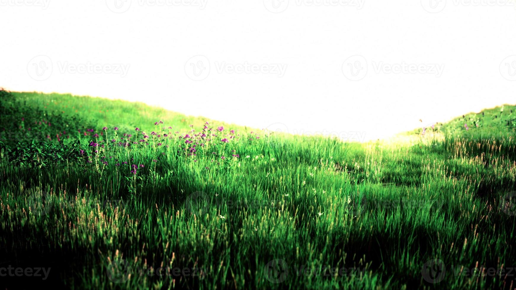 frisches grünes feld und blauer himmel im frühjahr foto