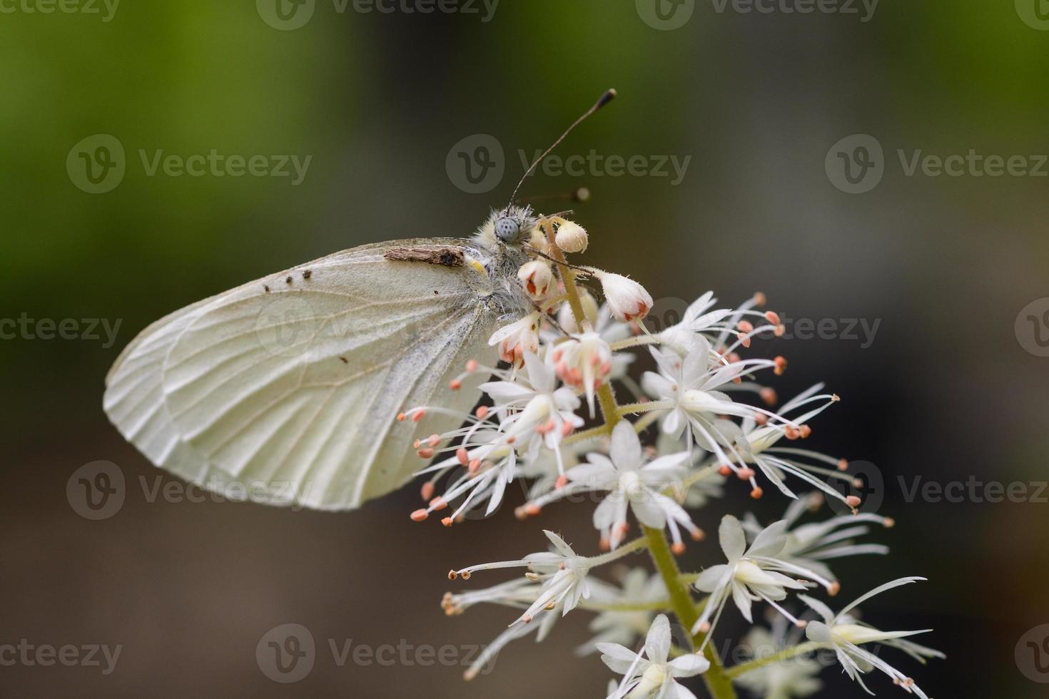 Appalachischer azurblauer Schmetterling auf einer Wildblume foto