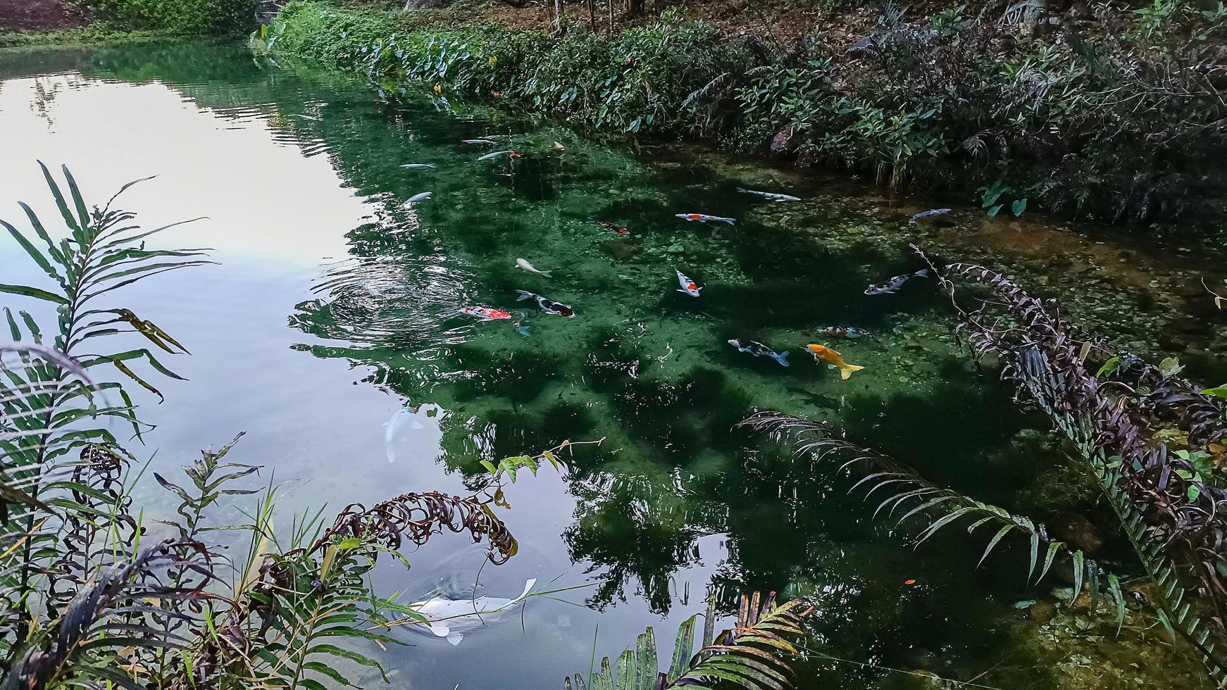 Bäume, Blätter, natürliche Teiche sind so klar, dass Sie das Moos darunter sehen können, und es gibt Koi-Fische. foto